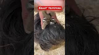 Farrier trims horse’s massive Ergot! #oddlysatisfying #horse #equestrian