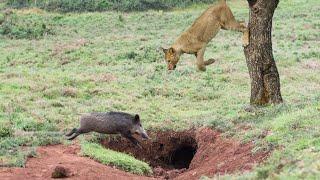 In The Last Second , Warthog Miraculous Escape From Lioness