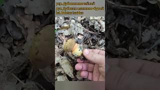 Дубовик звичайний (Boletus luridus) #грибалка #mushroom #грибочки #дубовик #грибоманія #ліс #гриби