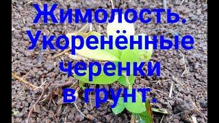 Жимолость. Укоренённые черенки высаживаем в грунт.