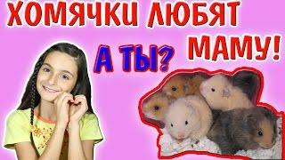 САМЫЙ МИЛЫЙ ХОМЯЧОК / КАК ХОМЯЧКИ ЛЮБЯТ МАМУ / КТО ЛЮБИТ МАМУ?