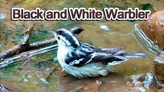 Black and White Warblers