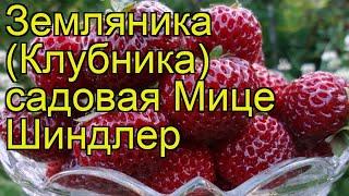 Земляника садовая Мице Шиндлер. Краткий обзор, описание характеристик, где купить саженцы