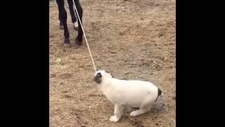 Karachay wolfhound's puppy playing with Karachay horse