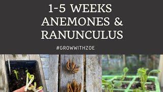 Anemones, Ranunculus and Butterfly Ranunculus, what to expect weeks 1-5 from starting.