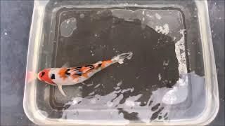 HIGH GRADE KOI FOR SALE !!