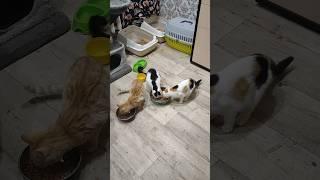 У Малышей Котиков Завтрак#cat