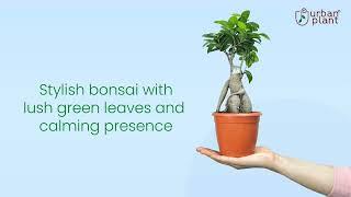 Discover New Ficus Bonai Plant With 30-Day Assurance Guarantee | Urban Plant