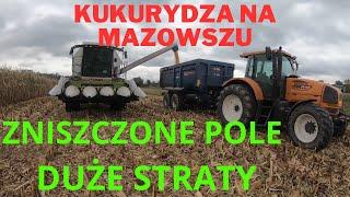 KUKURYDZA NA ZIARNO NA MAZOWSZU, ZNISZCZONE POLE DUŻE STRATY