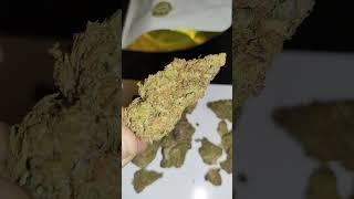Fresh Bro's.... Vortex ️ thca indoor flower
