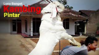 Cute Funny Smart Goat Can Dance