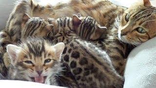 Mother Bengal talking to her Cute Meowing Kittens