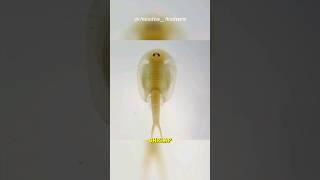 Triop Fish | The Living Fossil