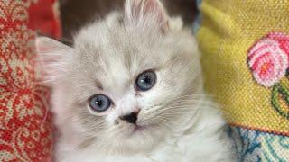 Cat walk kingdom 1 is live!
