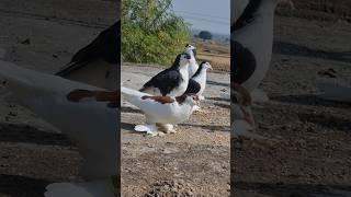 Lahori Shirazi Pigeons  Fancy Kabutar  #shorts