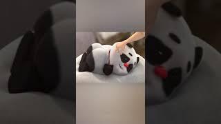 【熊猫班卜】wake up!!! Bamboo!!!#panda #chinese #cute