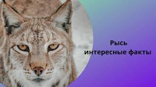 Рысь Интересные факты о рыси Дикие кошки