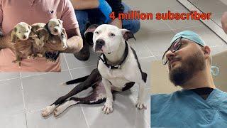 From a paralyzed dog to a wonderful mother - Vet Rami Awwad