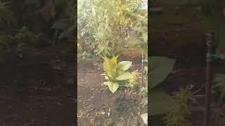 #FIREMILLIONAIRE.#...// THANK JAH FIREMARSHALL YOUTUBE CHANNEL AND. MUSIC#youtube