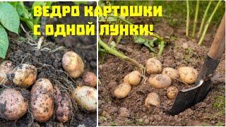 ВЕДРО КАРТОФЕЛЯ С ОДНОЙ ЛУНКИ ЕСЛИ КИНУТЬ ЭТО ПРИ ПОСАДКЕ ЖАЛЬ ЧТО НЕ ДЕЛАЛА ТАК РАНЬШЕ СУПЕР УРОЖАЙ