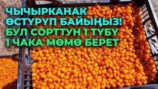 Бул жапайы чычырканактан 5 эсе чоң. Аябай мөмөлүү сорт