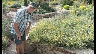 Chocolate Flower Native Plant: A Long-Blooming Perennial