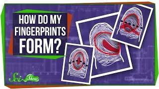 How Do My Fingerprints Form?