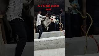 ##a v s bull pulsar rani #cow #bullfarm #jallikattu  trending