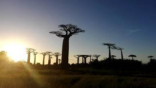 Avenue or alley of the baobabs. Morondava, Madagascar/ Аллея баобабов, Мурундава, Мадагаскар.