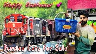 Persian Cats For Sale | Happy Customer  | Doll face persian cat | persian cat price in india | cats