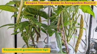 Dragon Tongue Beans in Aerogarden Harvest