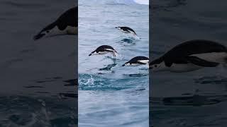 Chinstrap Penguins, Antarctica