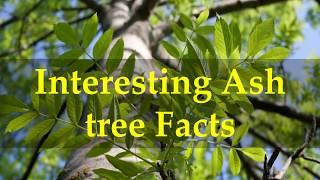 Interesting Ash tree Facts