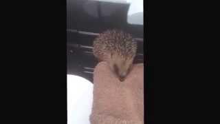 Hedgehog baby