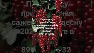 Смородина Алтайская рубиновая. Саженцы на весну 2024 года ЗКС в С2. вотцап 89610113832  #саженцы