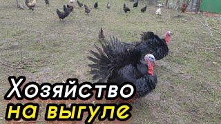 Индюки и Куры вместе.