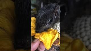 Baby loves Pumpkin flowers x cute Baby black squirrel loves flowers for breakfast x