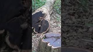 Super Light Weight tree in Earth #viral#tree#shorts#short #trending