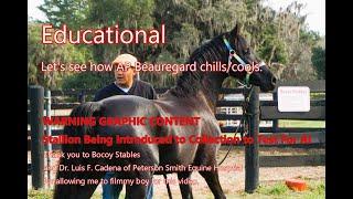 WARNING GRAPHIC: Young Stallion, AP Beauregard, Being Collected to See How He Chills/Cools for AI