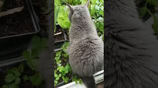 Главный вредитель растений)))  #shorts