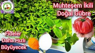 Muhteşem İkili Doğal Gübreyi Şimdi Uygula Ölü Domatesleri Bile Canlanacak Ve Hemen Meyve Verecek