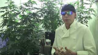 Medicinal MJ Growing Tips.