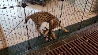 Serval kitten plays with tiny Bengal kitten