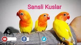 Cennet Papağanı Ötüşü Sesi--1 Saatlik Uzun Versiyon/Lovebirds Sounds - 1 Hour