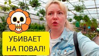 ОБЛИЗЫВАЯ ПАЛЬЦЫ!  Тенерифе. Испания. 18.02.2025