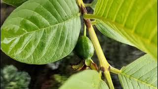 ［ 无农药盆栽种植果树 ］罗汉番石榴适合初学者栽种 | Grow Lohan Guava Tree in Pots