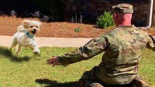 Most Heartwarming Dogs Reunions with Their Owners That Will Melt Your Heart ️