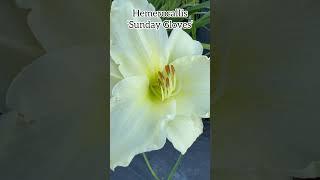 Hemerocallis ‘Sunday Gloves’ #hemerocallis #hemerocalles #daylilies #daylily #perennial #flowers