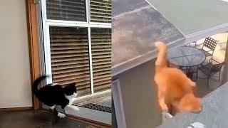 6 minutes of cats Falling/JUMPING FAILS