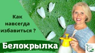 Белокрылка. Как мы полностью от нее избавились!